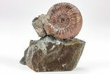 Iridescent, Pyritized Ammonite (Quenstedticeras) Fossil Display #209459-1